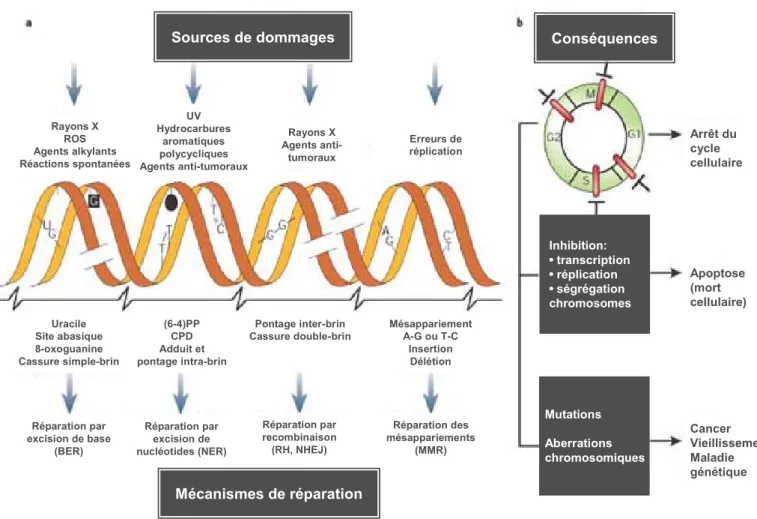 Figure 1: Différentes voies de réparation pour prendre en charge une grande variété de lésions de  l’ADN
