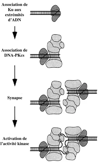 Figure 5: Modèle de la synapse formée par le complexe DNA-PK entre deux cassures. Ku présente  une forte affinité pour les extrémités d’ADN double-brin