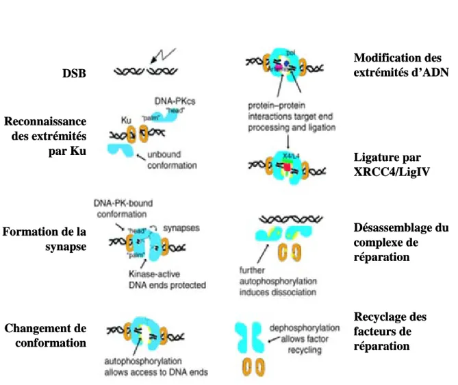 Figure 6: Autophosphorylation et déphosphorylation du complexe DNA-PK au cours du NHEJ.
