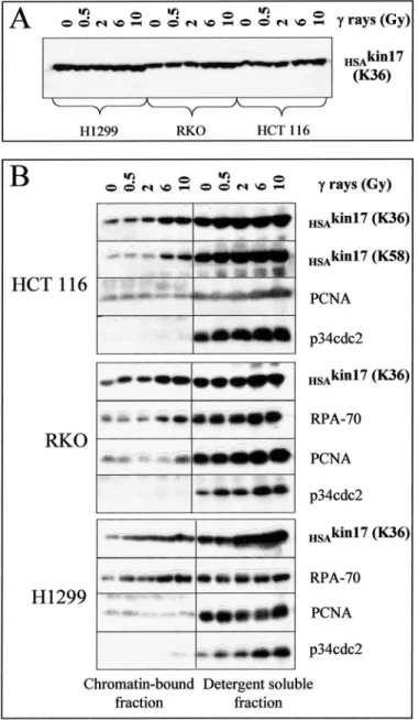 FIG. 2. Chromatin-bound KIN17 ( HSA kin17) protein is recruited 24 h after irradiation independently of the cell type used