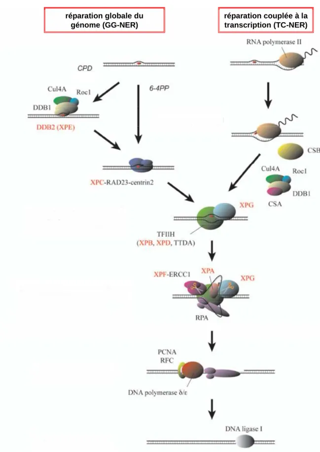 Figure  4.  Mécanisme  du  NER.  Les  lésions  de  l’ADN  sont  détectées  directement  par  XPC/Rad23B/centrine 2 ou avec l’aide de DDB2 (GG-NER), ou après blocage de l’ARN PollII  (TC-NER)