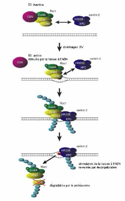 Figure  6.  L’ubiquitylation  de  XPC  est  dépendante  du  complexe  DDB.  Dans  des  cellules  non  irradiées,  le  complexe  DDB  est  inactivé  par  son  interaction  avec le  signalosome  COP9  (CSN)