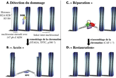 Figure 7. Modèle « Accès-Réparation-Restauration » du NER dans un contexte chromatinien