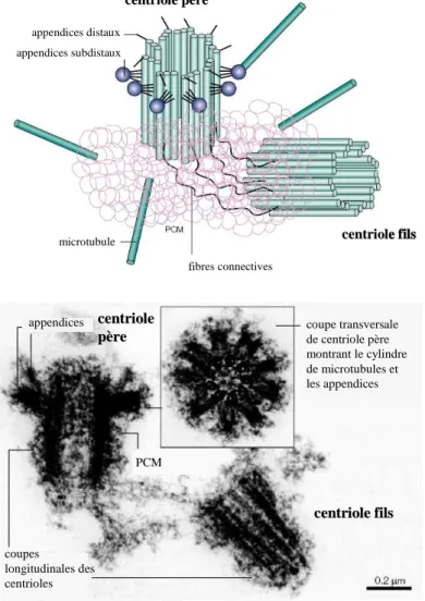 Figure  10.  Structure  du  centrosome  (schéma  et  microscopie  électronique).  Le  centrosome  est  composé d’une paire de centrioles intégrée dans une matrice protéique, le PCM