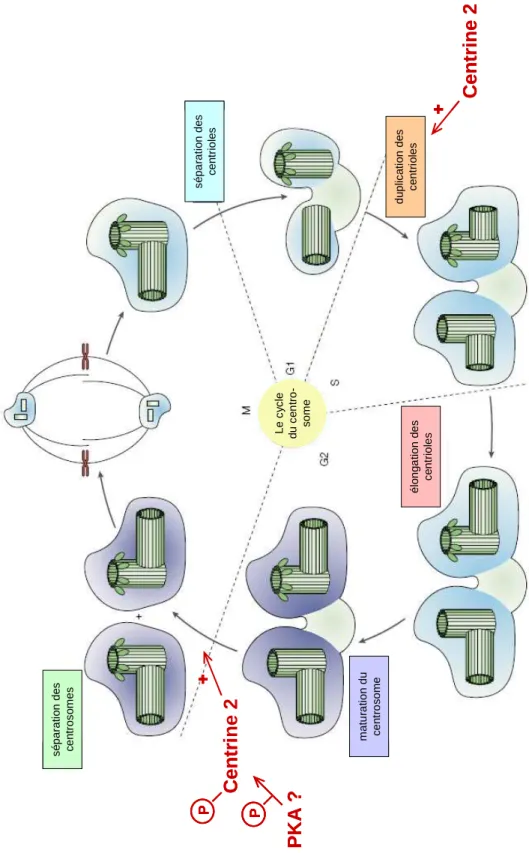 Figure 11. Le cycle de duplication du centrosome. Pendant la mitose, le centrosome est situé au pôle  du  fuseau  mitotique  et  contient  une  paire  de  centrioles