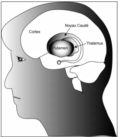 Figure 3 : Régions cérébrales atteintes dans la maladie de Huntington 