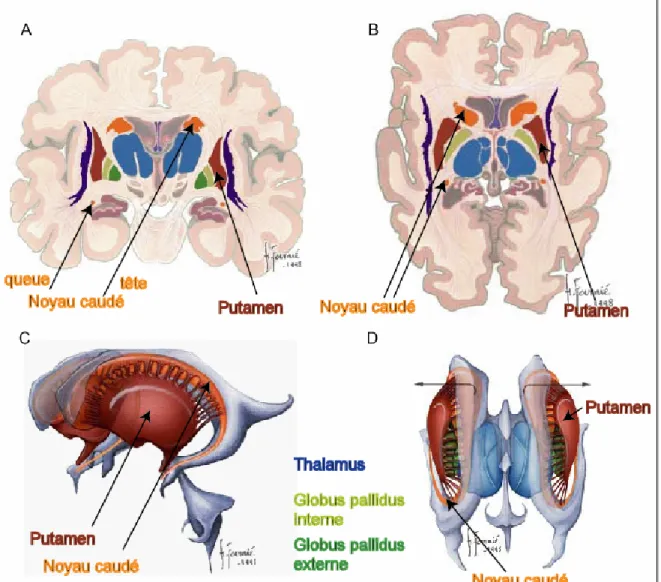 Figure 11 : Coupes coronale et axiale du cerveau humain et représentation tridimensionnelle des noyaux  gris centraux 