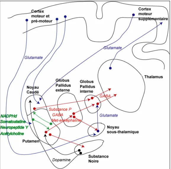 Figure 14 : Afférences, efférences et neurotransmetteurs du striatum humain 