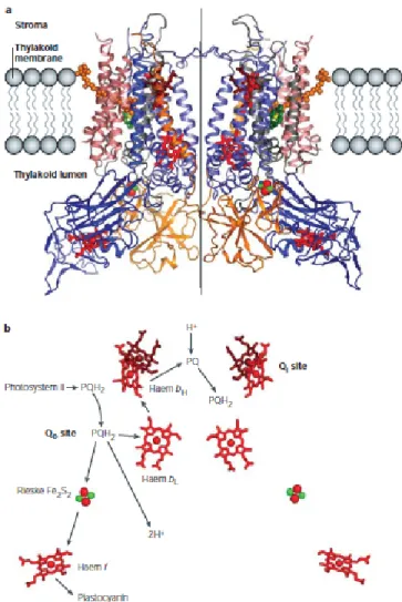 Figure 1.4 The structure of cytochrome-b 6 f complex (a) and its cofactors (b) from the alga Chlamydomonas reinhardtii [Stroebel et al., 2003].