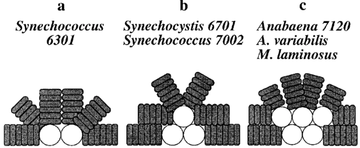 Figure 1.10 Schematic representation of the three types of hemidiscoidal PBS. a, bicylindrical; b, tricylindrical; c, pentacylindrical