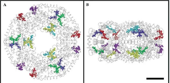 Figure 1.12 S. elongatus C-PC hexameric cluster. The 3 chromophores of each αβ heterodimer are depicted in the same color