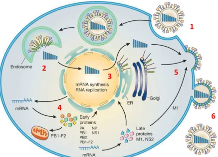 Figure 2. Cycle de réplication du virus de la grippe (influenza). 1