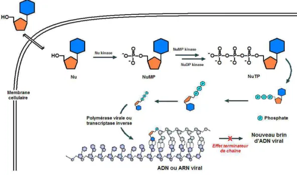 Figure 4. Principe d'action des nucléosides. 3