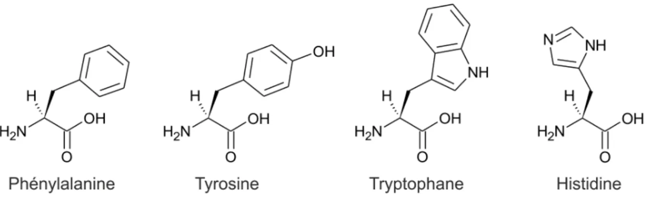 Fig. 1.11 – Représentation des acides aminés naturels portant un chromophore aromatique 