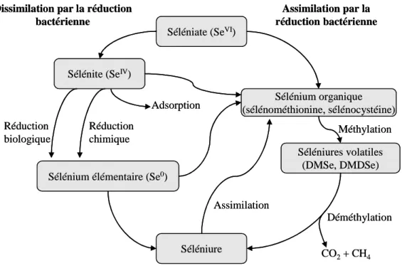 Figure 5 : transformation du sélénium par les micro-organismes (adapté d’Oremland, 1994)