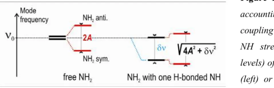 Figure 1 :  Phenomenological model  accounting for the vibrational  coupling between zero approximation  NH stretching local modes (black  levels) of a NH 2  group, in the absence  (left) or the presence (right) of an  external perturbation (see text)