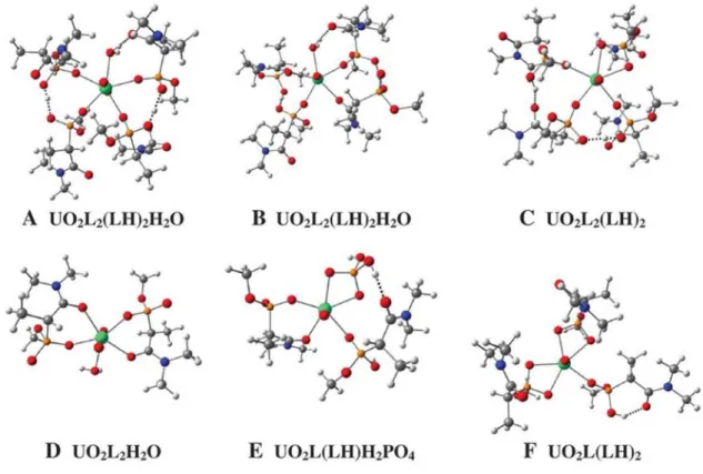 Figure  20  Géométrie  DFT  optimisée  des  structures  de  complexes  uranyle-DEHCNPB :  LH,  DEHCNPB ;  L  DEHCNPB déprotoné, U (vert), O (rouge), N (bleu), C (gris), H (blanc)