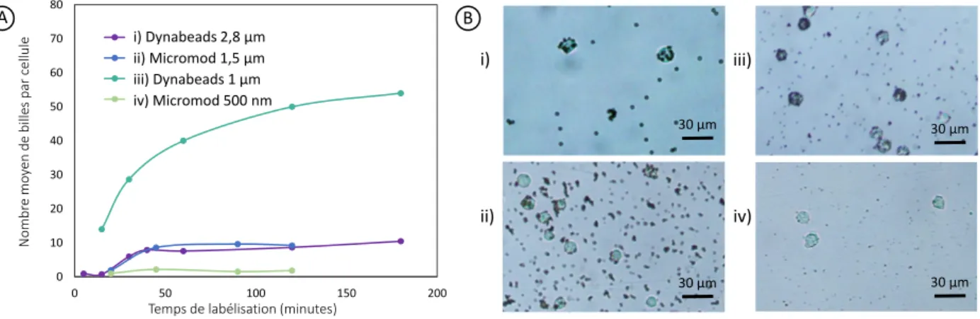 Figure 2.4 – A) Résumé des expériences cinétiques. L’évaluation du nombre moyen de billes par cellule est reportée en fonction du temps de labélisation pour chaque type de billes