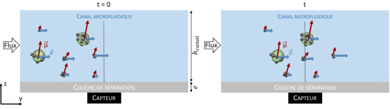 Figure 3.7 – A t = 0 l’ensemble des objets de l’échantillon (cellules marquées, billes et agrégats) sont générés dans le canal microfluidique, en amont du capteur
