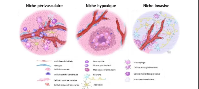 Figure 9 : Composants cellulaires des niches périvasculaire, hypoxique et invasive dans les glioblastomes