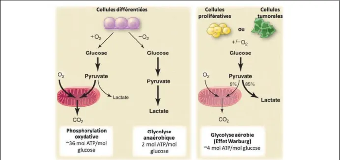 Figure 12 : Représentation des différences entre la phosphorylation oxydative, la glycolyse anaérobie et la  glycolyse aérobie