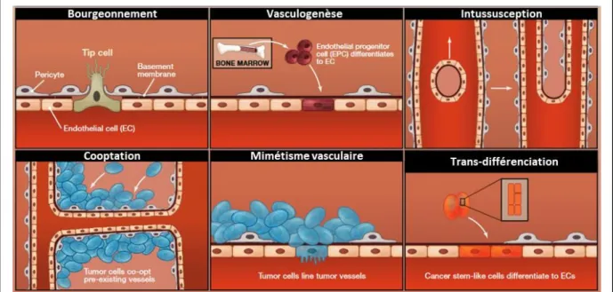 Figure 17 : Modes de formation des vaisseaux sanguins en conditions physiologiques et pathologiques