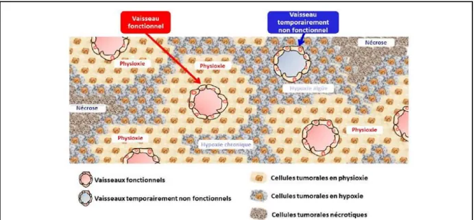 Figure  24 :  Illustration  des  niveaux  d’oxygénation  dans  la  tumeur  en  fonct ion  de  la  distance  et  de  la  fonctionnalité des vaisseaux