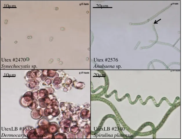 Figure 1. Optical microscopy observation of various cyanobacteria.  A. The  unicellular  Synechocystis  sp
