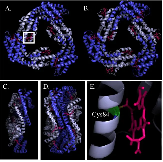 Figure  6.  Crystal  structures  of  the  phycobiliproteins  isolated  from  Synechococcus  elongatus  PCC  7942