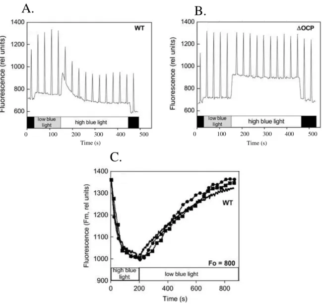 Figure  10.  Blue-light  induced  OCP-related  fluorescence  quenching  in  Synechocystis  cells