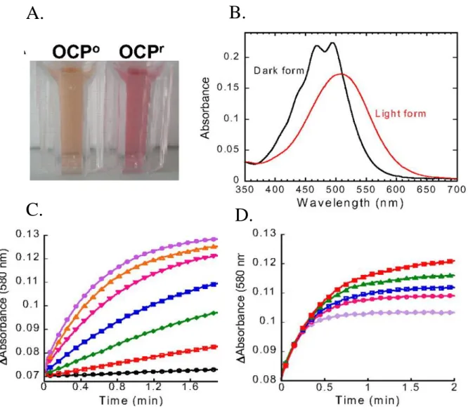 Figure 13.  Isolated  Synechocystis OCP responsivity  to light. A. Photograph  of  isolated  OCP o   and  OCP r 