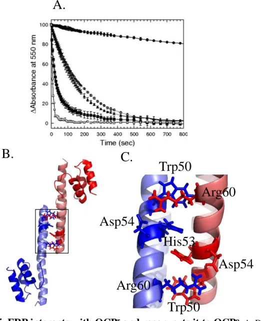 Figure 15. FRP interacts with OCP r  and reconverts it to OCP o .  A. Darkness  OCP r   to  OCP o   (isolated  protein,  2.3  μM)  conversion  in  the  absence  (circle)  or  in  the  presence of 2.3 μM FRP (square) or 1.15 μM FRP (triangle) at 8 °C (close