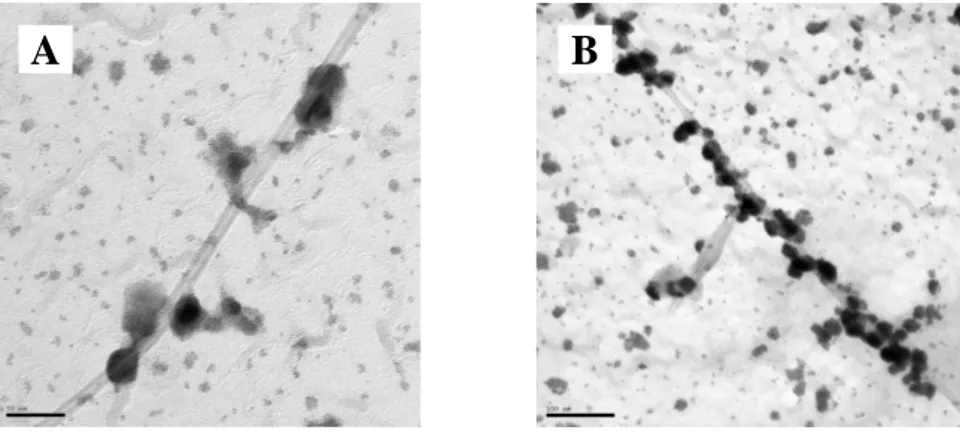 Figure II-7 : Réduction d’H 2 PtCl 6  par N 2 H 4  sur des nanotubes recouverts du lipide CTP, NT-CTP (A) et du  lipide PCP, NT-PCP (B) (Echelle=50 nm) 