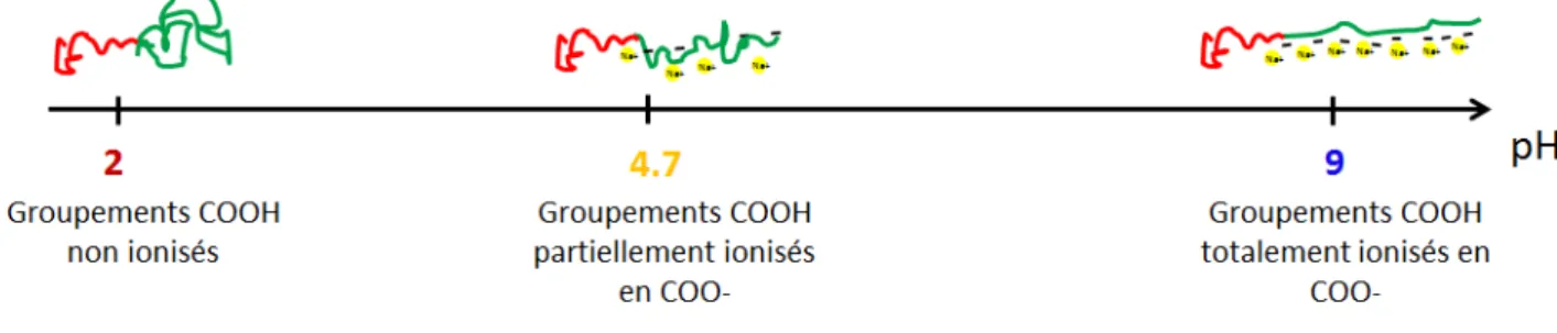 Figure 2.2: Représentation schématique de la conformation de la chaîne de PAA en fonction de son taux d’ionisation dépendant du pH.