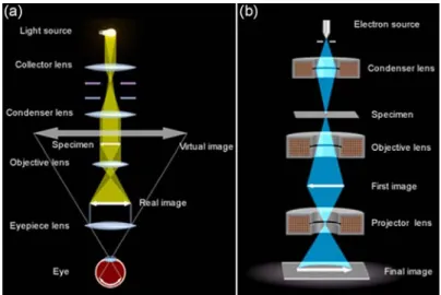 Figure 2.2 The schematic comparison of a optical (a) and electron (b) microscopy [4]. 