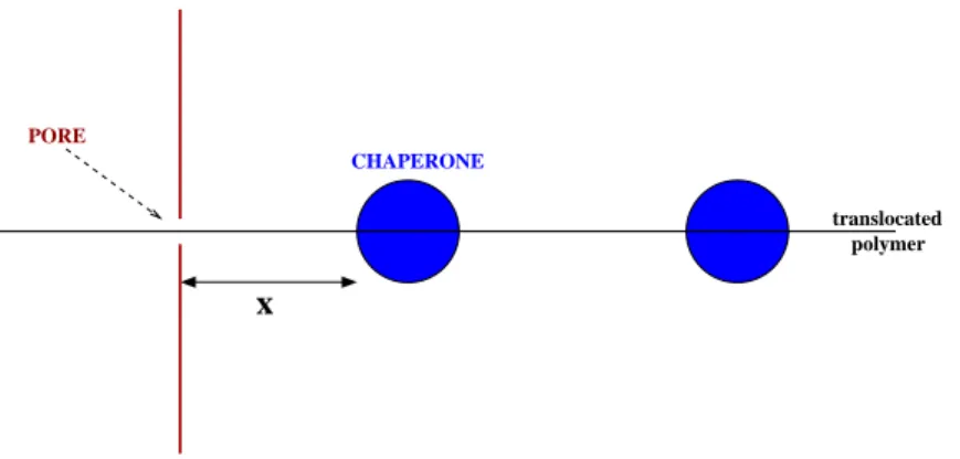 FIG. 3: Illustration of chaperon-assisted translocation for the continuous model.