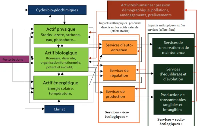 Figure 3. Relations entre les actifs naturels et les services (Muséum national d’Histoire naturelle).