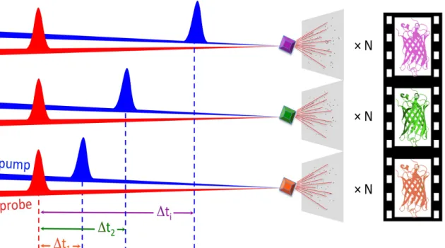 Figure  2  :  Principle  of  pump-probe  time-resolved  crystallography.  A  crystalline  macromolecule is probed by X-ray pulses (‘probe’, red beam) generated by a synchrotron  or an X-ray FEL source