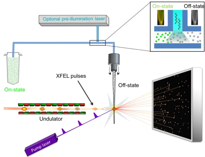 Figure 3 :  General setup for TR-SFX experiments at X-ray FELs. There are a variety of  ways to present crystals to the (probe) X-ray beam in SFX experiments