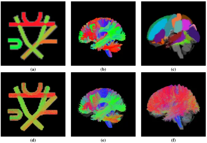 Figure 3: Tractograms corresponding to the considered datasets. Upper row: (a) ground truth tractogram from the “Fiber Cup” dataset; (b) ground truth tractogram from the ISMRM 2015 Tractography Challenge dataset; (c) sagittal left view of the gyrus-wise ho