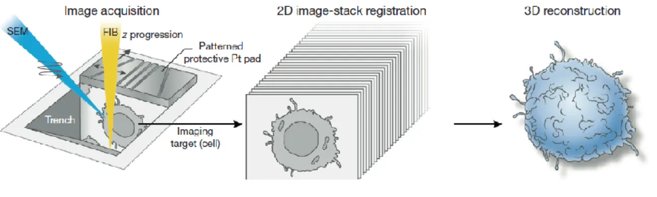 Figure 10 : Représentation schématique du FIB-SEM 3D. Figure provenant de la référence [43] 