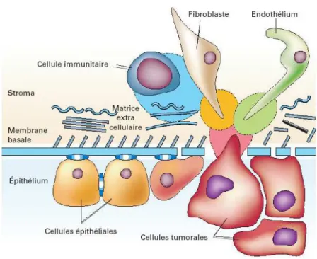 Figure 1: Représentation des événements génétiques impliqués dans le  développement d’un cancer