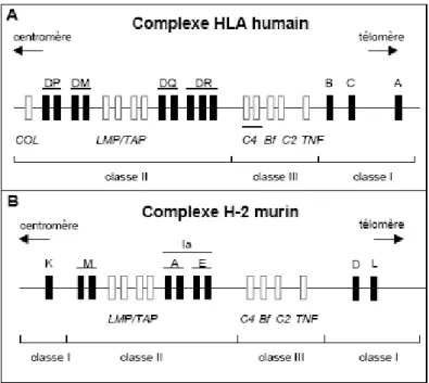 Figure 5 : Schéma simplifié de l’organisation génétique des complexes majeurs  d’histocompatibilité humain (A) et murin (B) 