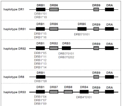 Figure 8 : Représentation schématique des cinq haplotypes HLA-DR 