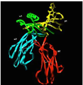 Figure 11 : Motif consensuel d ’ancrage des peptides antigéniques de 10 acides  aminés à la molécule HLA-A*0201