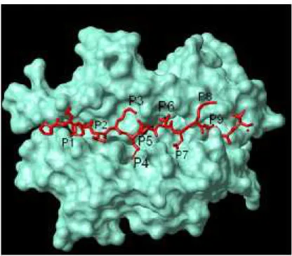 Figure 13: Complexe HLA-II / peptide