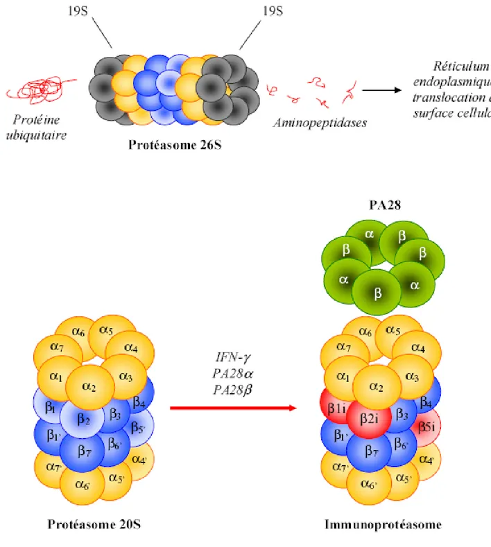 Figure 14 : Le protéasome et l’immunoprotéasome