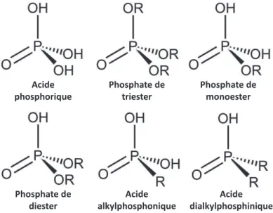 Figure 16 : Formules de différents composés organophosphorés et de l’acide phosphorique 