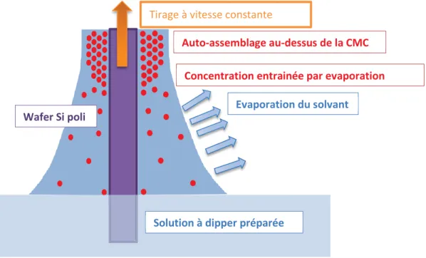 Figure I-8. Illustration du dip-coating et du mécanisme d’auto-assemblage induit par  l’évaporation