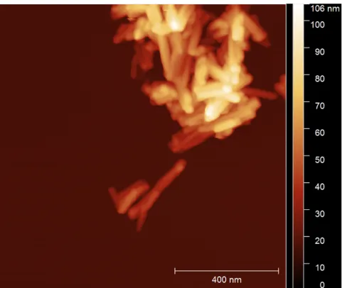 Figure 3.8  AFM topography of TiO 2 NTs sample taken from suspension after three minute sonication treatment by bath sonicator.